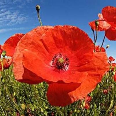 AG百家家乐app手机app下载